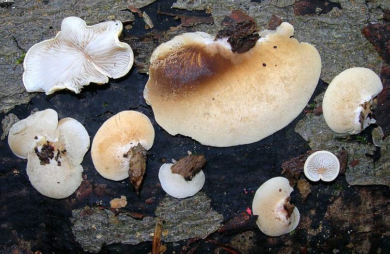 Crepidotus ehrendorferi      Hauskn. & Krisai,